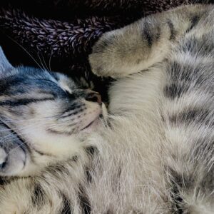 猫,子猫,アメリカンショートヘア,ペット,寝顔,