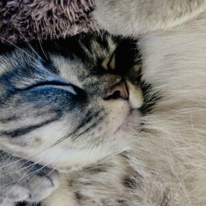 猫,子猫,アメリカンショートヘア,ペット,寝顔,