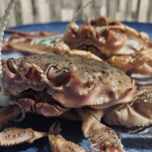 蟹,ズワイガニ,ブランド蟹,蟹刺身,生蟹,浜ゆで蟹,ポーション,蟹爪,