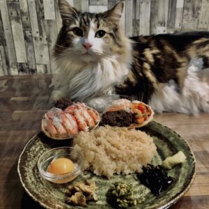 蟹,セイコガニ,香箱蟹,雌蟹,メガニ,ズワイガニ,猫,