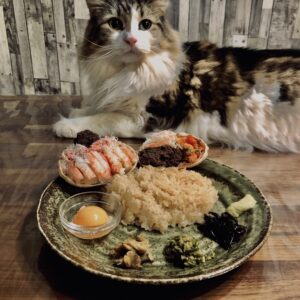 蟹,セイコガニ,香箱蟹,雌蟹,メガニ,ズワイガニ,猫,