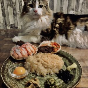 蟹,セイコガニ,香箱蟹,雌蟹,メガニ,ズワイガニ,猫,