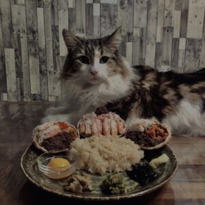 蟹,セイコガニ,香箱蟹,雌蟹,メガニ,ズワイガニ,猫,