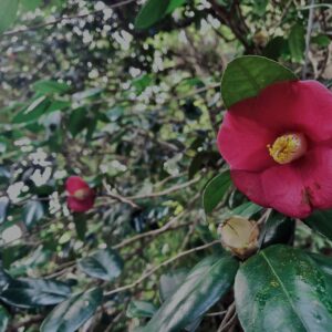 椿,ヤブツバキ,常緑樹,花,春,