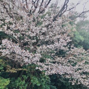 桜,春,植物,木々,花見,
