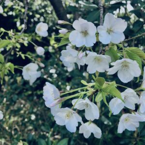 桜,春,植物,木々,花見,