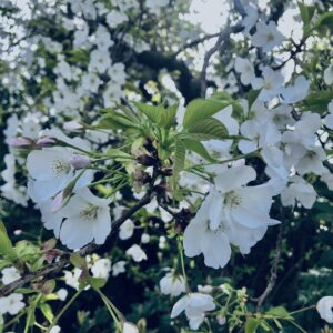 桜,春,植物,木々,花見,