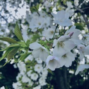 桜,春,植物,木々,花見,