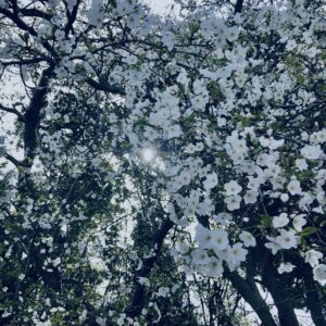 桜,春,植物,木々,花見,