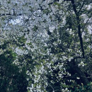 桜,春,植物,木々,花見,
