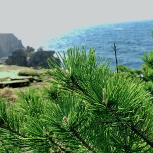 吉野熊野国立公園,千畳敷,岩畳,大岩盤,磯,岩場,海,パワースポット,南紀白浜,和歌山観光地,