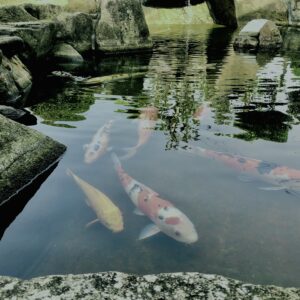 池,鯉,川魚,庭,庭石,