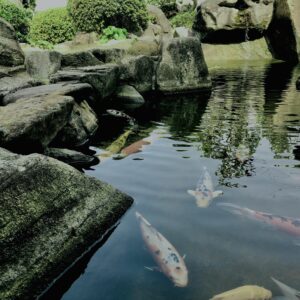 池,鯉,川魚,庭,庭石,