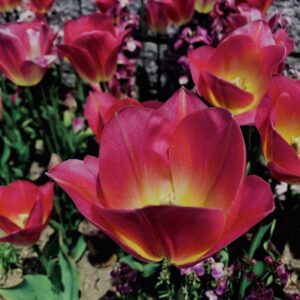 花,花壇,春,チューリップ,植物,