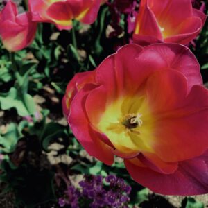 花,花壇,春,チューリップ,植物,