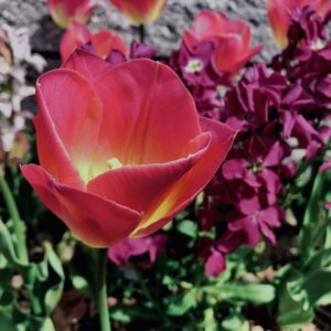 花,花壇,春,チューリップ,植物,