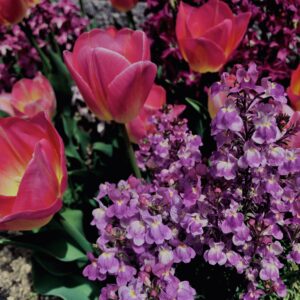 花,花壇,春,チューリップ,植物,