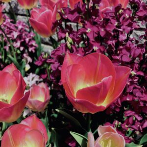 花,花壇,春,チューリップ,植物,