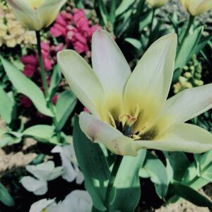 レディーチューリップ,花,花壇,春,チューリップ,植物,