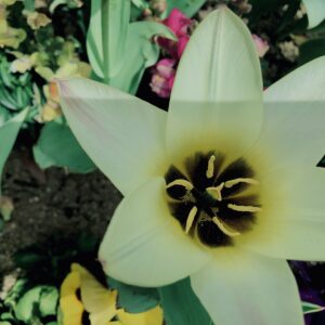レディーチューリップ,花,花壇,春,チューリップ,植物,