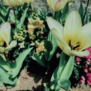レディーチューリップ,花,花壇,春,チューリップ,植物,