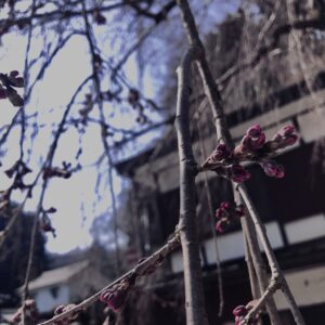 桜,植物,花,春,黄色,