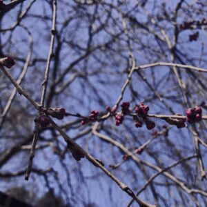 桜,植物,花,春,黄色,