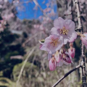 桜,植物,花,春,黄色,