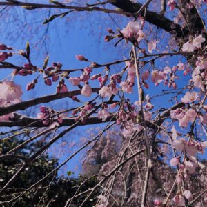 桜,植物,花,春,黄色,