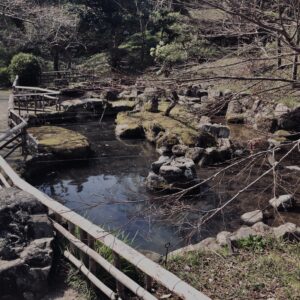 桜,植物,花,春,黄色,