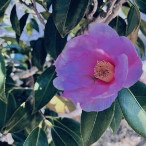 ツバキ,植物,花,春,花弁,