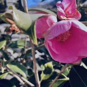 ツバキ,植物,花,春,花弁,
