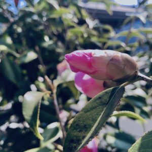 ツバキ,植物,花,春,花弁,