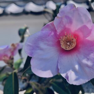 ツバキ,植物,花,春,花弁,