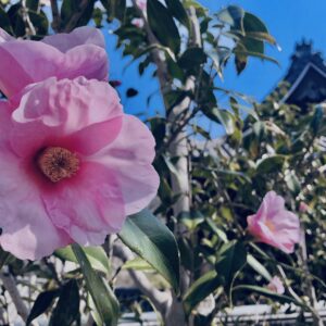 ツバキ,植物,花,春,花弁,