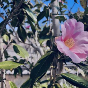 ツバキ,植物,花,春,花弁,