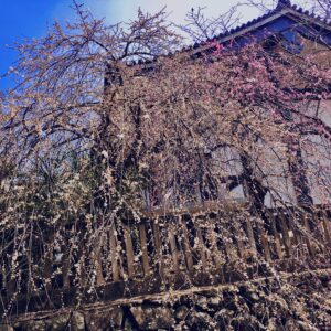 桜,植物,花,春,花弁,