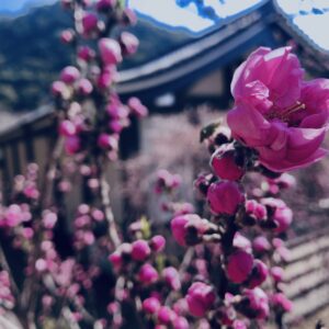 桜,植物,花,春,花弁,オヒョウモモ,