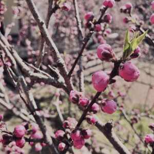 桜,植物,花,春,花弁,