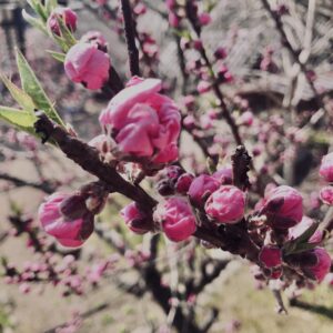 桜,植物,花,春,花弁,