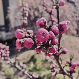 桜,植物,花,春,花弁,