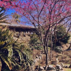 桜,植物,花,春,花弁,
