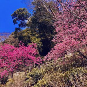 桜,植物,花,春,花弁,