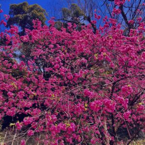 桜,植物,花,春,花弁,