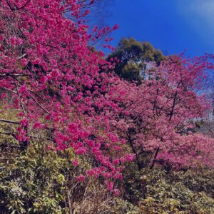 桜,植物,花,春,花弁,