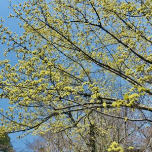 サンシュユ,春黄金花,植物,花,春,花弁,