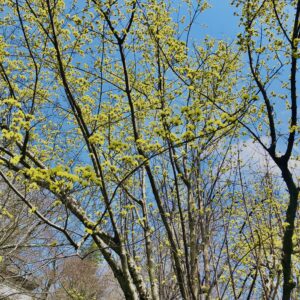 サンシュユ,春黄金花,植物,花,春,花弁,