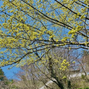 サンシュユ,春黄金花,植物,花,春,花弁,