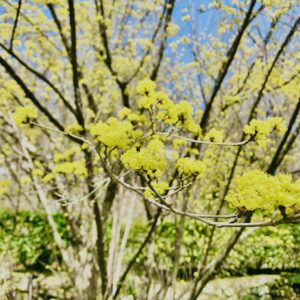 サンシュユ,春黄金花,植物,花,春,花弁,