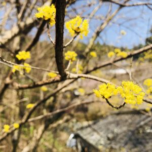 サンシュユ,春黄金花,植物,花,春,花弁,